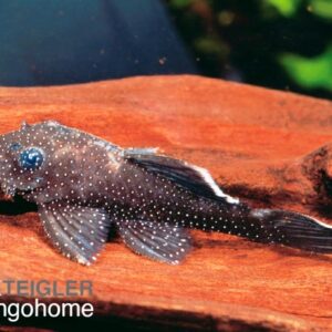 Ancistrus hoplogenys