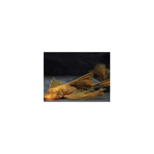 Ancistrus sp. LDA16 Red/Brown Long Fin