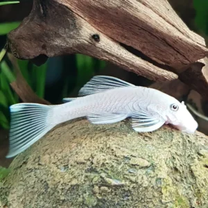 Ancistrus sp. "Snow White" Black Eye