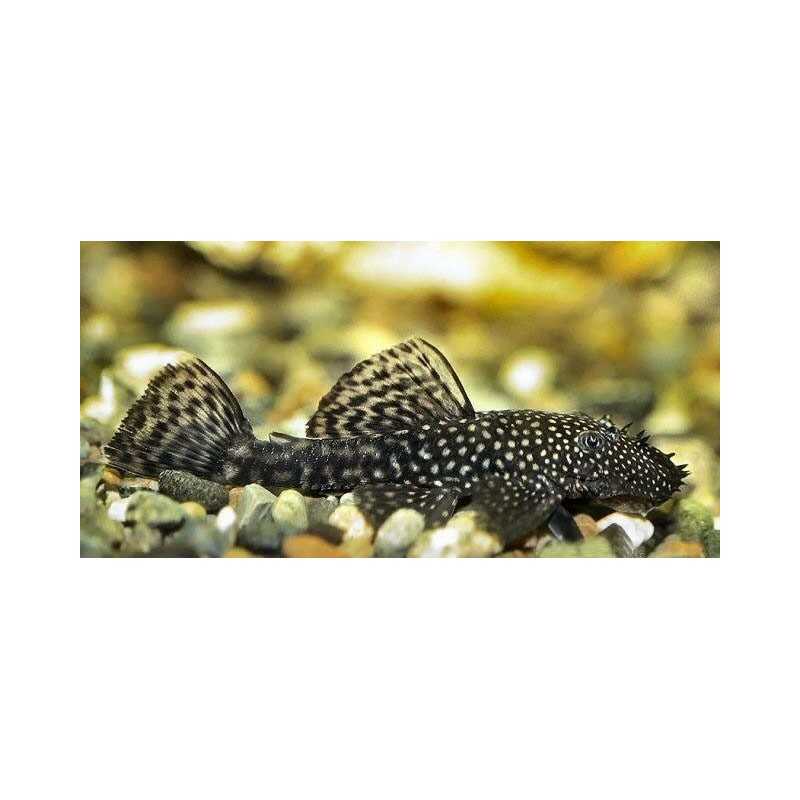 ANCISTRUS COMUN – 2,5-3cm