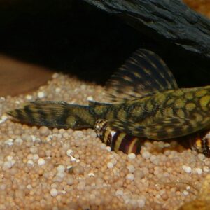 Ancistrus sp. L393 "Cheese Creek"