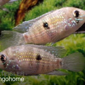 Andinoacara pulcher "Neon Blue"