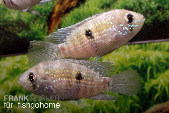 Andinoacara pulcher neon BLUE