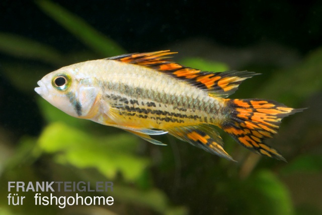 Apistogramma cacatuoides double RED