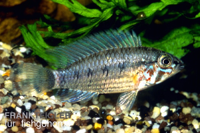 Apistogramma cruzi