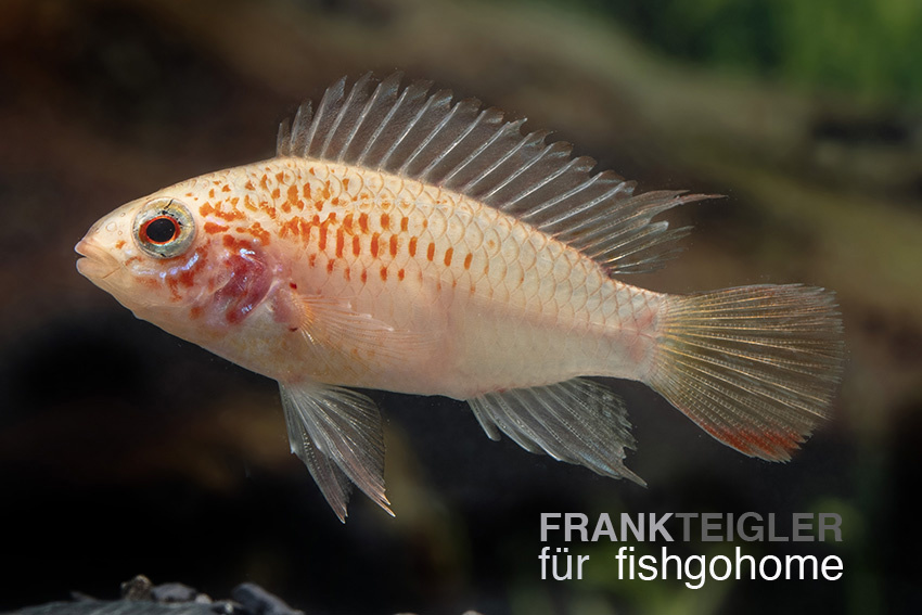 Apistogramma sp. viejeta gold