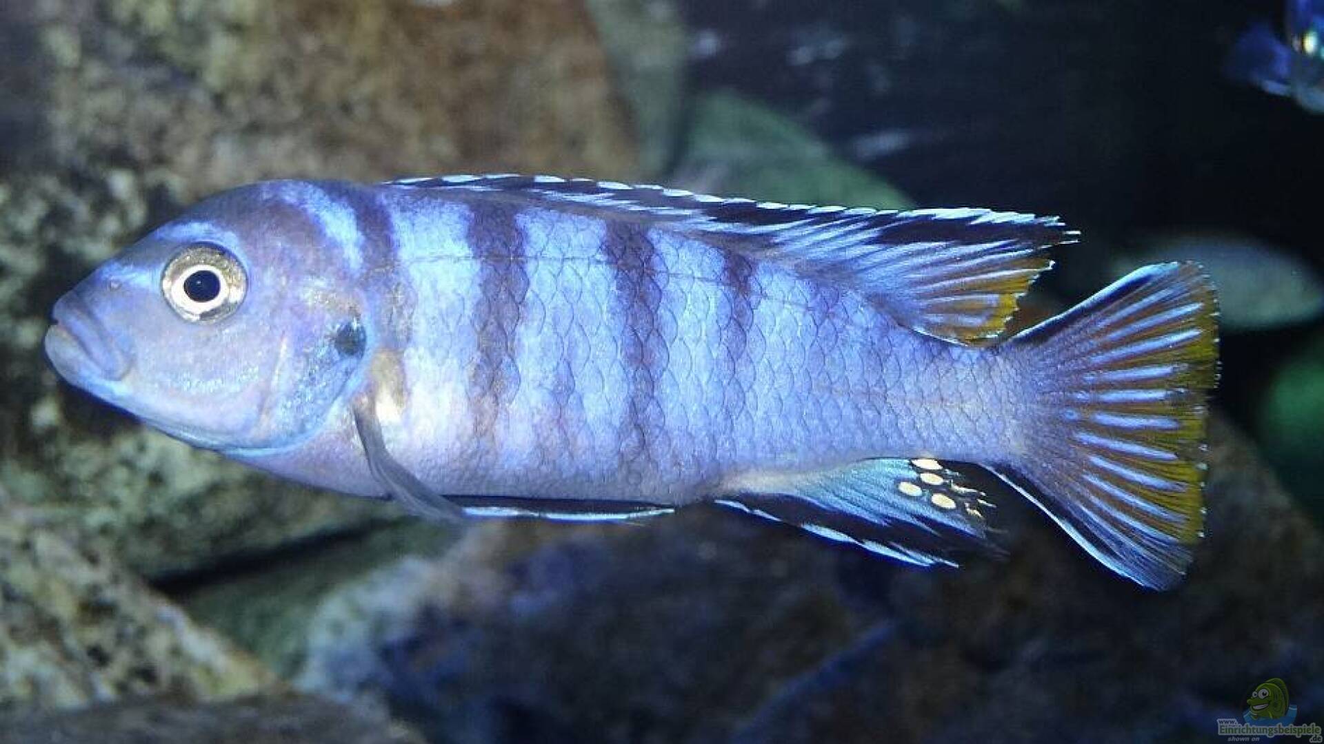 Pseudotropheus mpanga