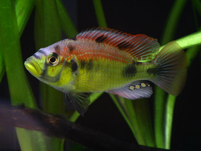 Astatotilapia aeneocolor /h.yellow belly/