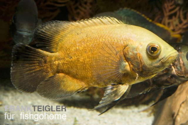 Astronotus ocellatus