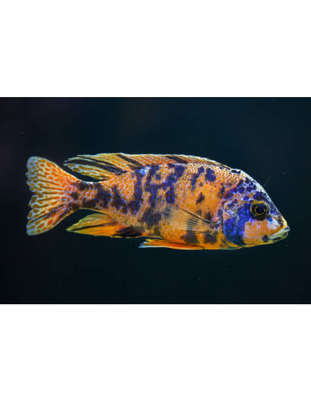 Aulonocara calico gold