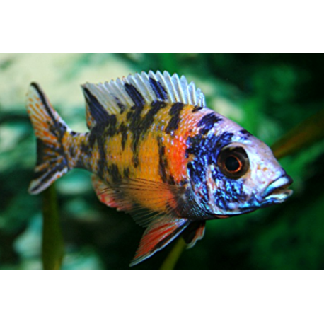 Aulonocara calico male