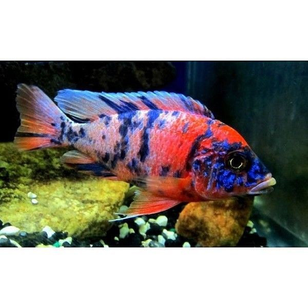 Aulonocara calico RED neon