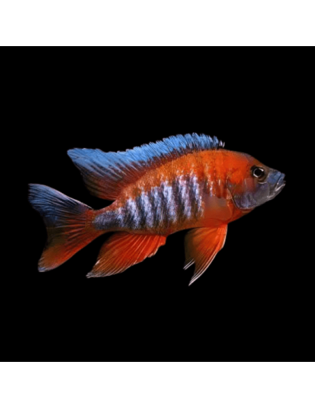 Aulonocara eureca super RED