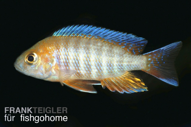 Aulonocara jacobfreibergi
