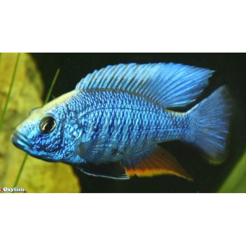 Aulonocara jacobfreibergi BLUE neon
