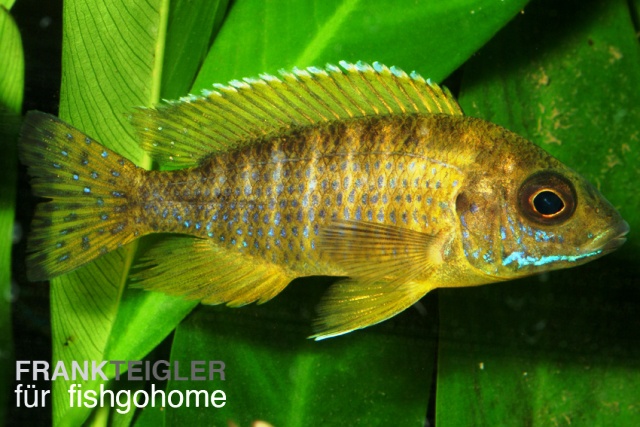 Aulonocara maleri