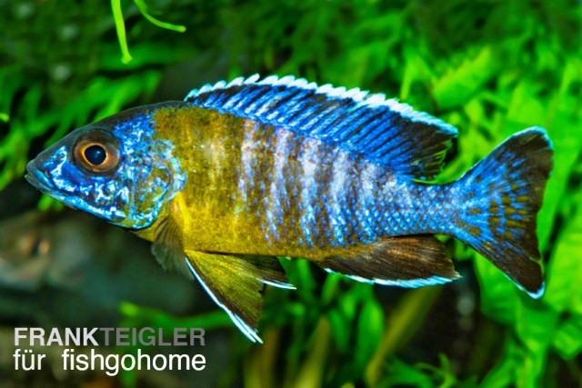 Aulonocara maulana
