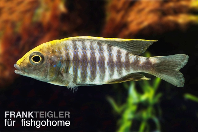 Aulonocara maylandii