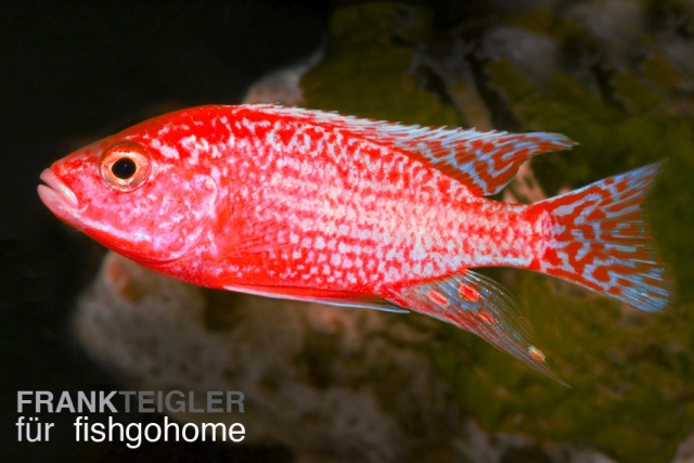 Aulonocara sp. firefish