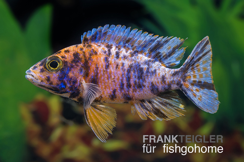 Aulonocara sp. orange blanche