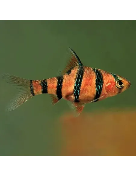 BARBO PENTAZONA – 2,5-3cm