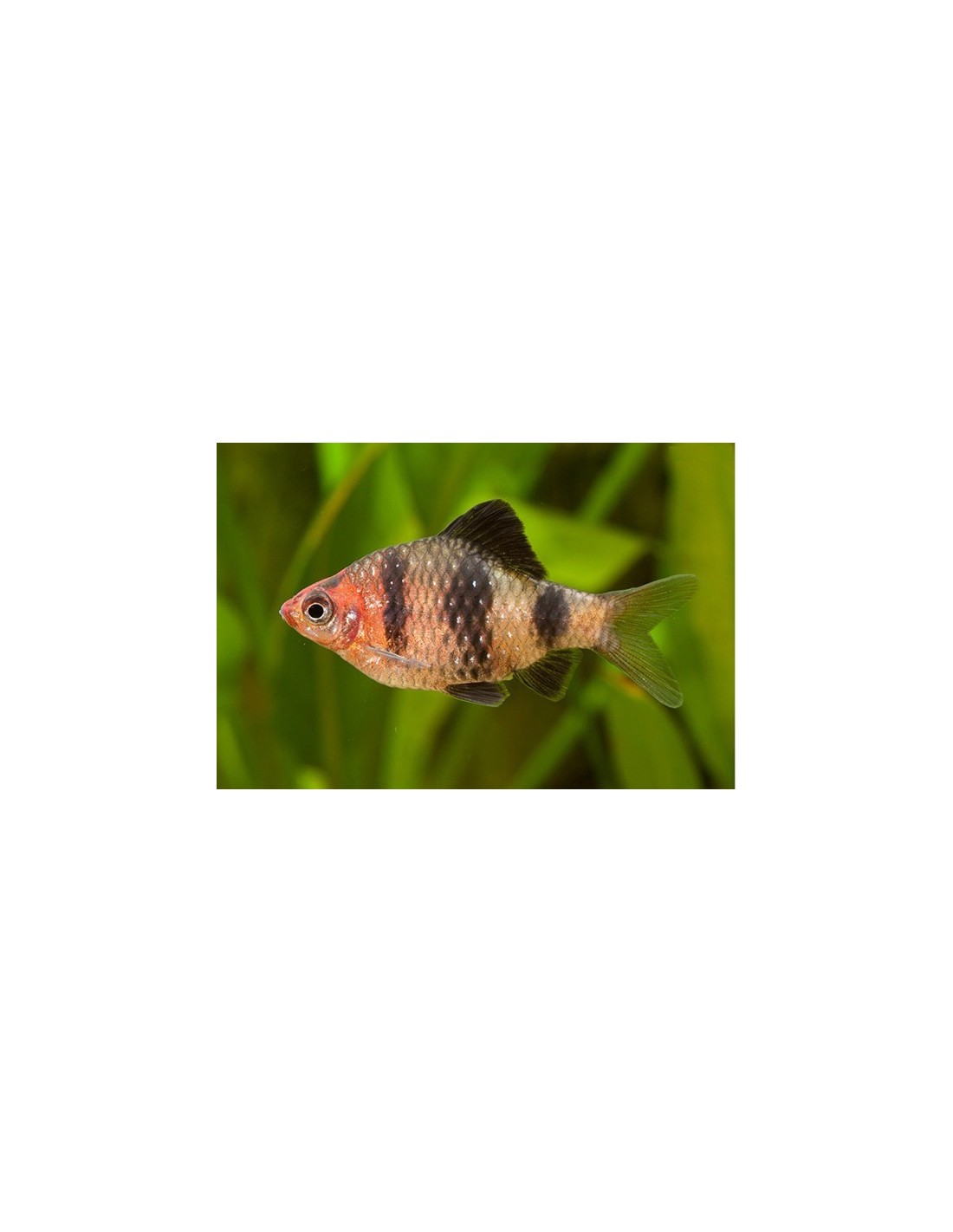 BARBO RUBI – 2,5-3cm