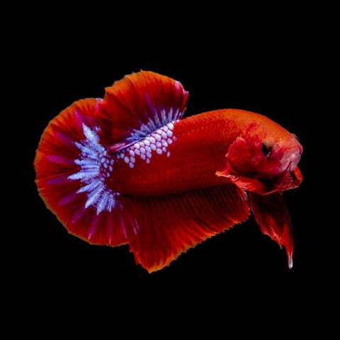 Betta splendens Hellboy Red Plakat Male