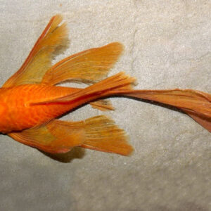 Ancistrus sp. "Super Red" Long Fin