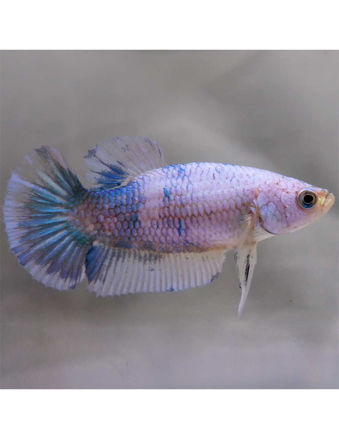 Betta splendens Fullmoon Female