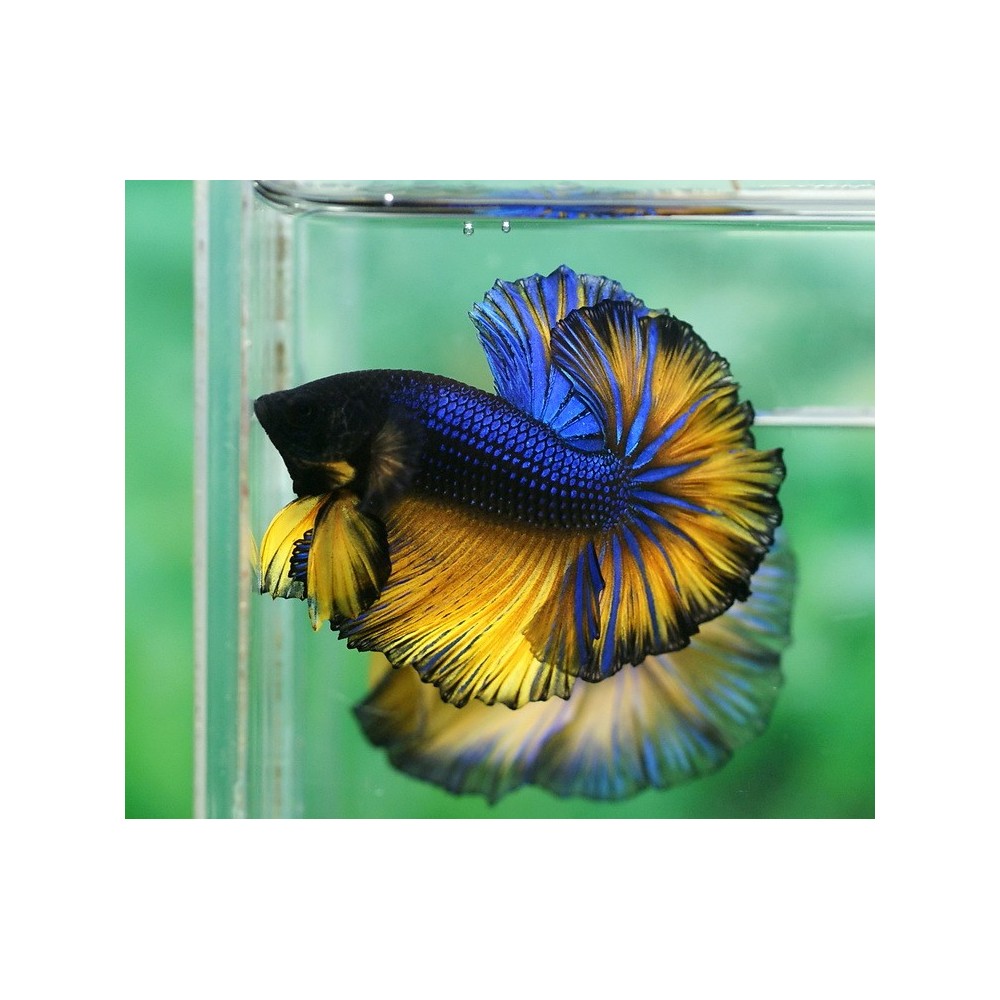 Betta splendens Mustard Yellow Halfmoon Male