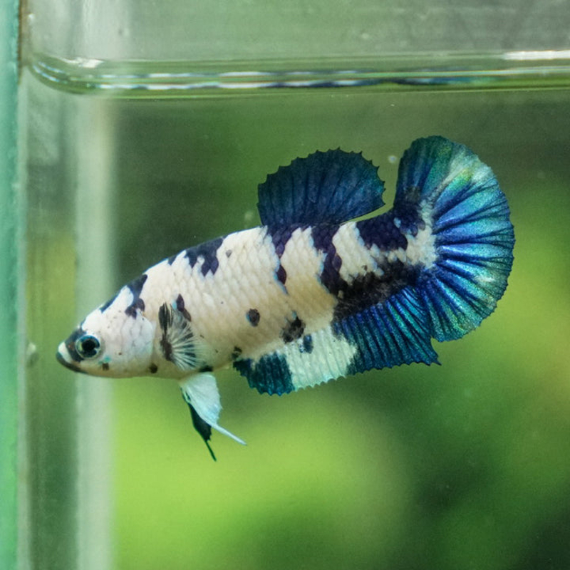 Betta splendens Dot Marble Plakat Unsexed