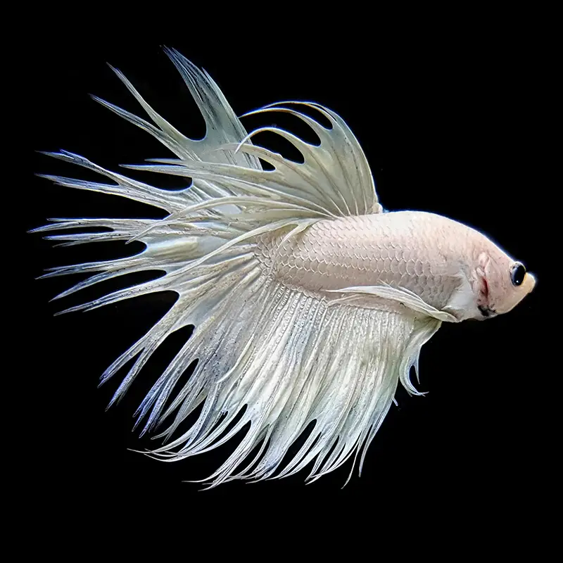 Betta splendens White Crowntail Male