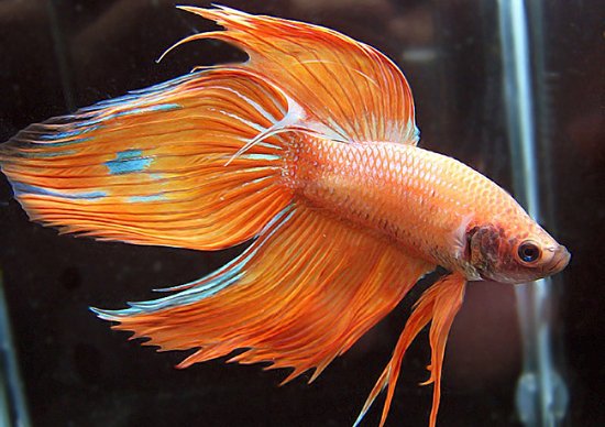 Betta splendens Nemo Veiltail Male