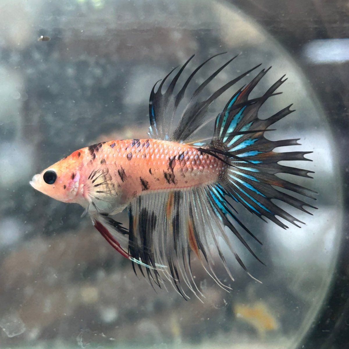 Betta splendens Koi Sparkle Crowntail Male