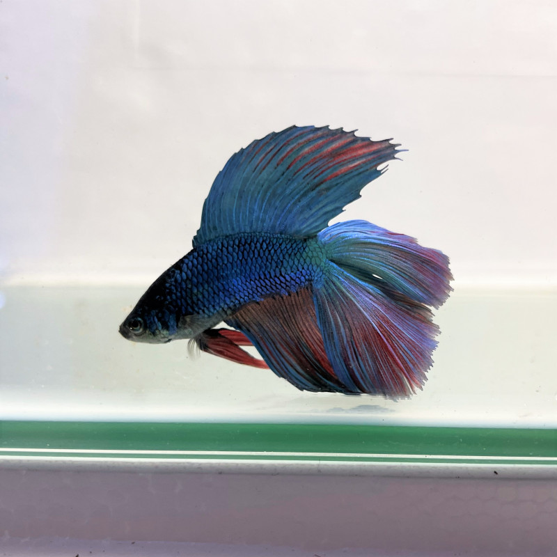 Betta splendens Doubletail Male
