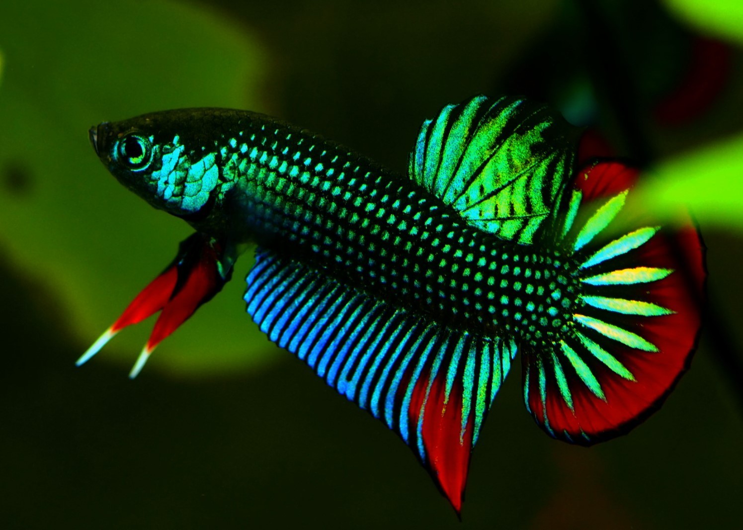 Betta imbellis Unsexed