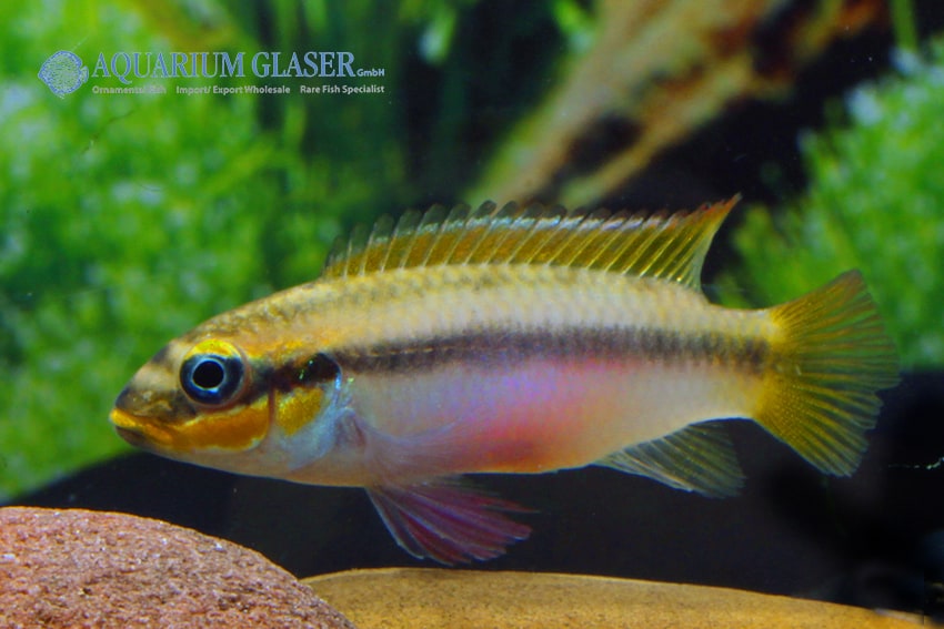 Pelvicachromis taeniatus bipindi
