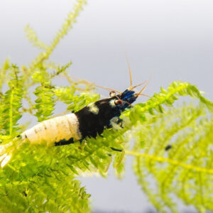 Caridina sp. "Black Panda" (Taiwan Bee)