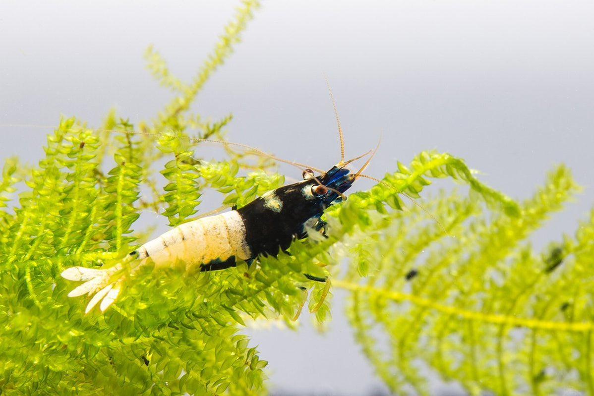 BLACK PANDA – 0,8–1,2 cm
