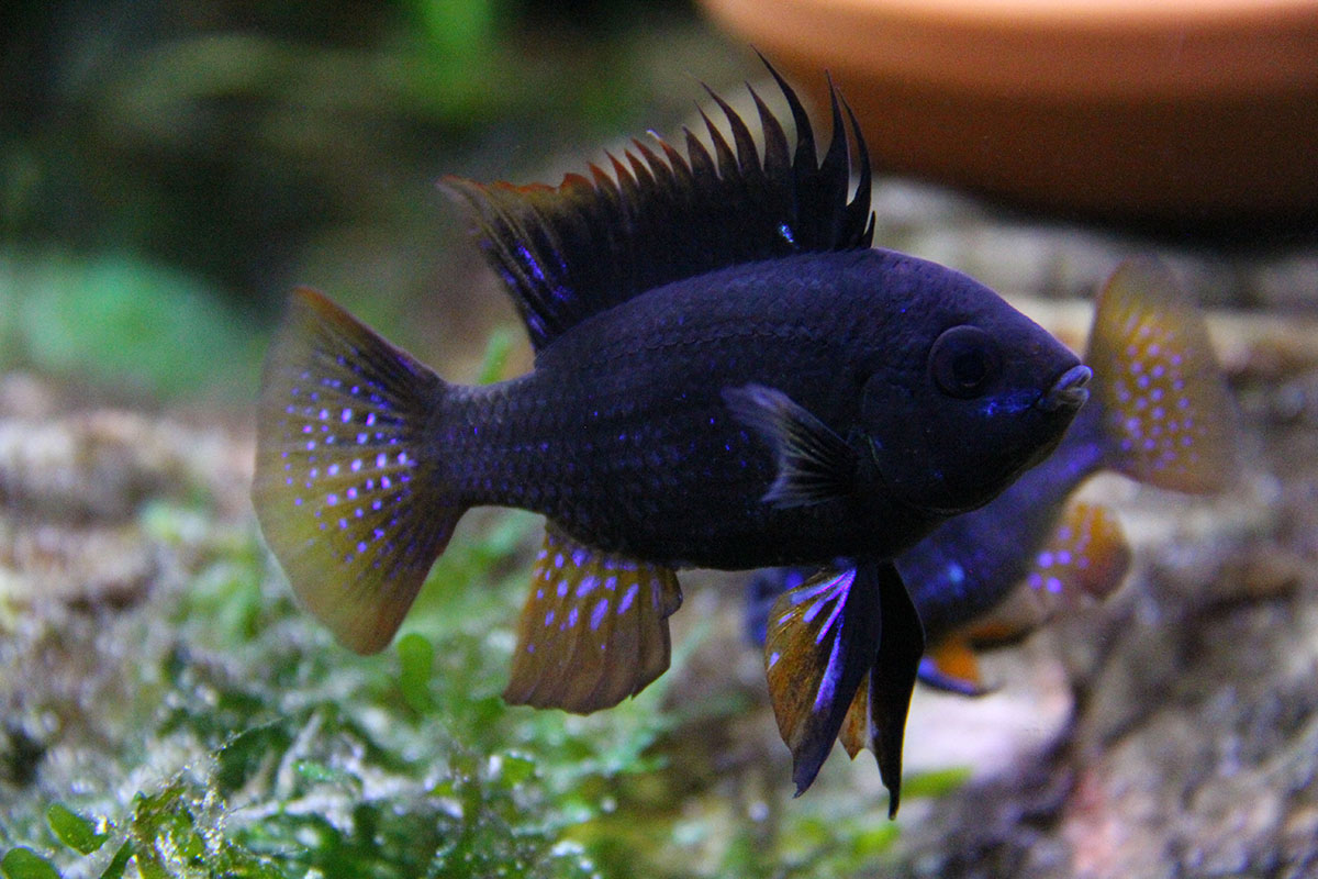 Papiliochromis ramirezi black