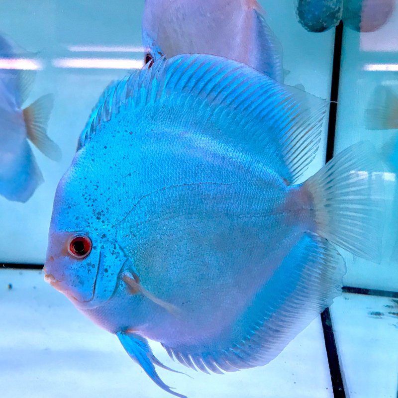 Symphysodon spp. "Blue Diamond"