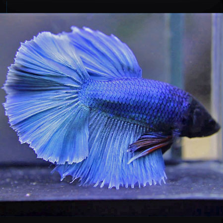 Betta splendens Fullmoon Male