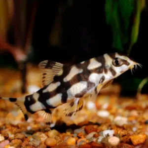 BOTIA LOHACHATA