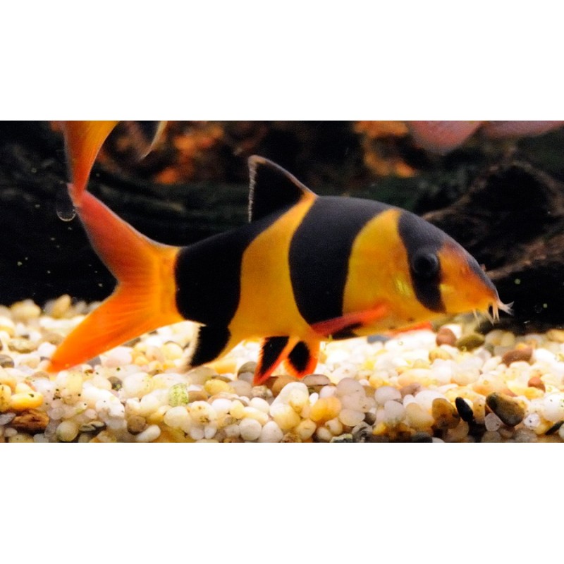 BOTIA PAYASO – 4-5cm