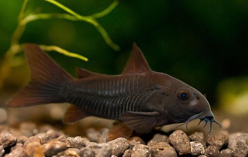 CORYDORA NEGRA VENEZUELA – 2,5cm