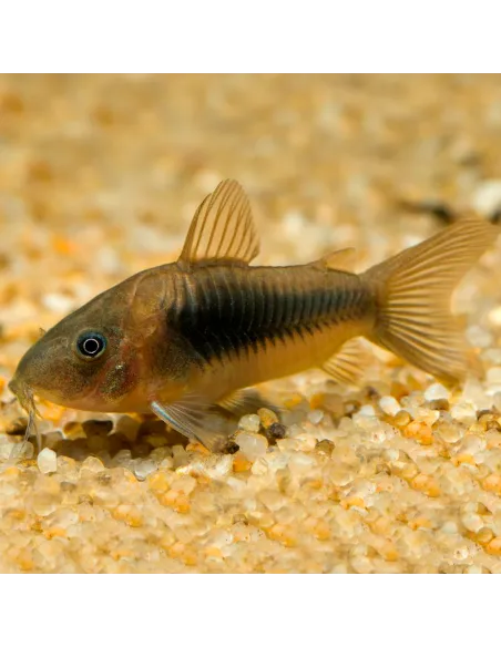 CORYDORA BRONCE – 3cm
