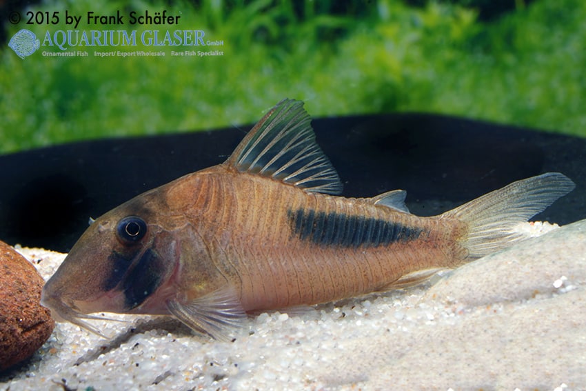Corydoras amapaensis
