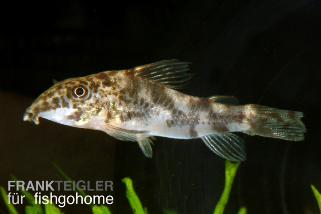 Corydoras barbatus