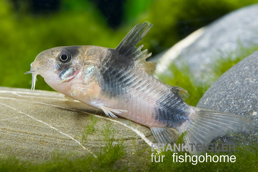 Corydoras weitzmani