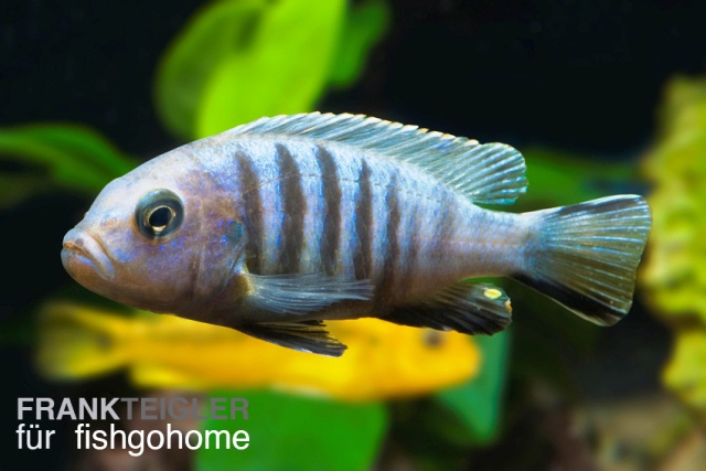 Cynotilapia afra jalo reef